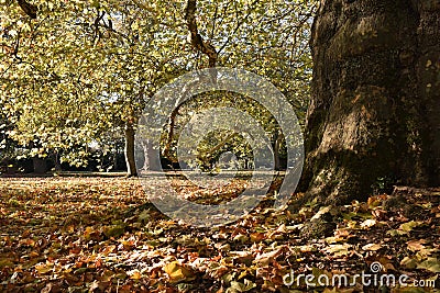 Autumn leaves at the base of an ancient tree Stock Photo