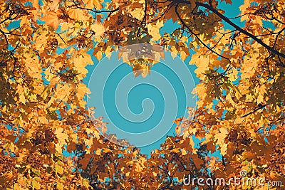 Autumn fall love background. Orange and yellow leaves in heart shape of background of blue sky. Heart-shaped sky through autumn Stock Photo