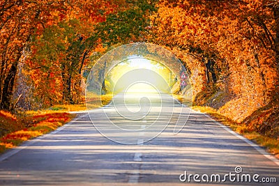 Autumn Fall Road landscape - trees tunne and magic light Stock Photo