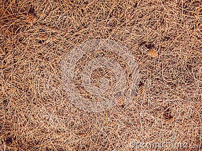 Autumn fallen needles and brown cones of larch. Natural texture. Ideal for use in the design, wallpaper Stock Photo