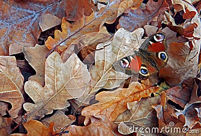 Autumn fallen oak leaves and bright red butterfly. oak leaves texture background. autumn background Stock Photo