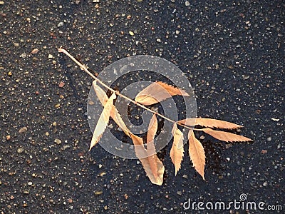 Autumn fallen yellow orange rowen leaf on black textured asphalt Stock Photo