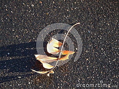 Autumn fallen yellow orange rowen leaf on black textured asphalt Stock Photo