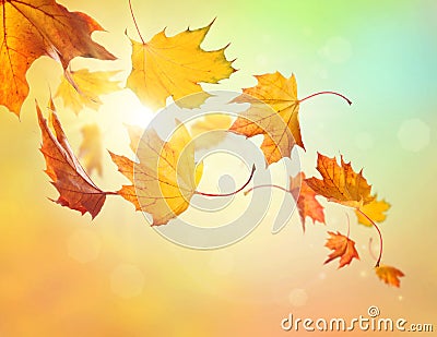 Autumn falling leaves Stock Photo