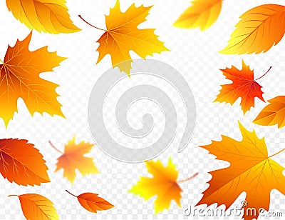 Autumn falling leaves on transparent checkered background. Autumnal foliage fall leaf flying in wind motion blur. Vector Vector Illustration