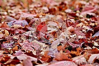 Autumn falling maple leaves Stock Photo