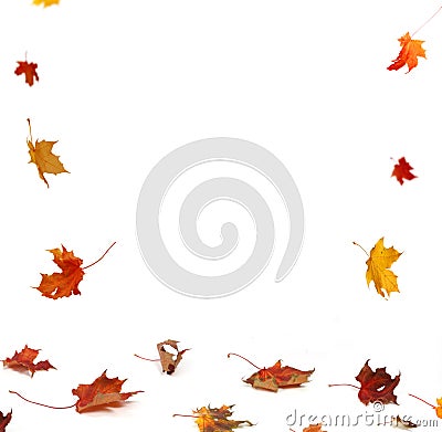 Autumn falling maple leaves on white background Stock Photo