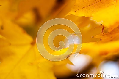 Autumn falling natural yellow orange leaves bokeh on trees Stock Photo
