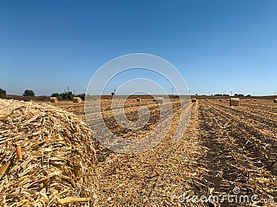 Autumn farm field with close up view of hay roll and rows hay bales Stock Photo