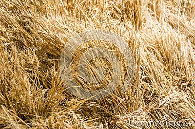 A good harvest of Wheat Stock Photo