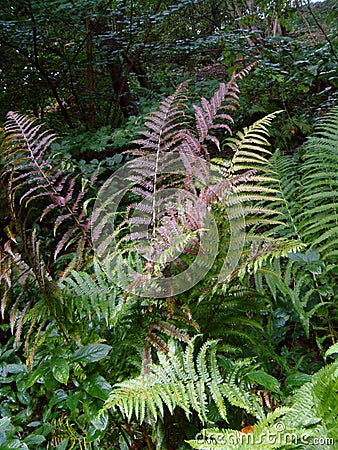 Autumn Fern Stock Photo