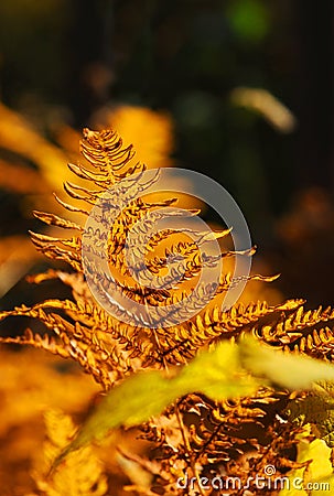 Autumn fern Stock Photo