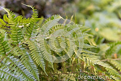 Autumn fern frond Stock Photo