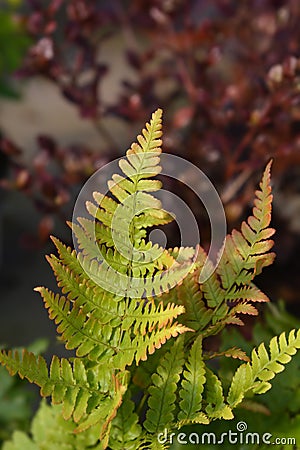 Autumn fern Stock Photo
