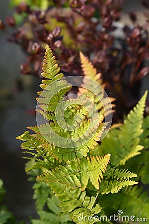 Autumn fern Stock Photo