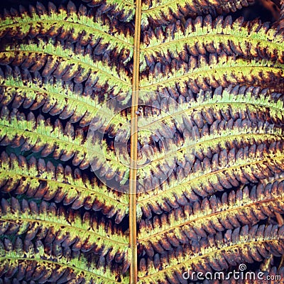 Autumn fern leaf close up. Russian north. Karelia. Stock Photo