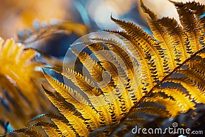 Autumn fern leaves close-up Stock Photo