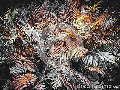 autumn fern rainy season deciduous multicolored botany dying Stock Photo