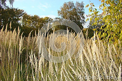 Autumn field, overgrown grass herbaceous plant Stock Photo