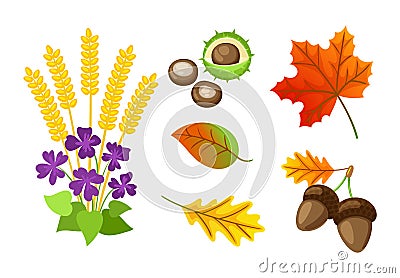 Autumn Floral Elements Chestnut Isolated Vector Vector Illustration