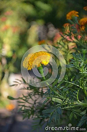 Autumn flower. French Marigolds tagetes patula Stock Photo