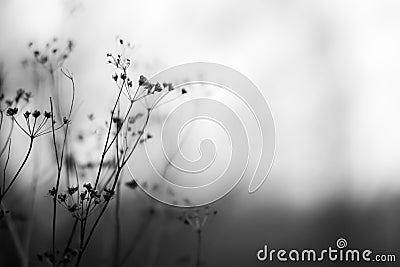 Autumn flowers black and white Stock Photo