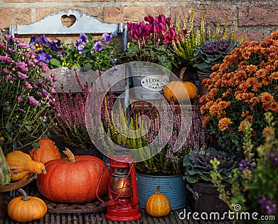 Autumn flowers outdoor Stock Photo