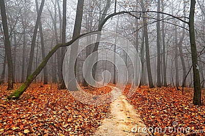 Autumn foggy landscape Stock Photo