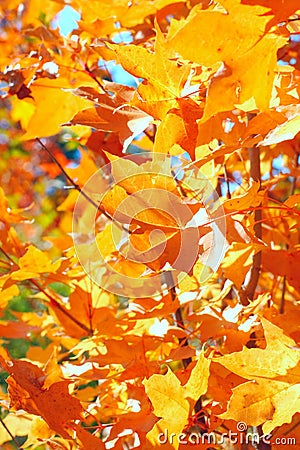 Autumn foliage Stock Photo