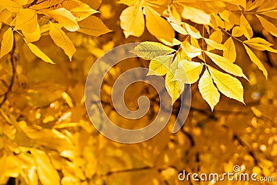 Autumn foliage Stock Photo