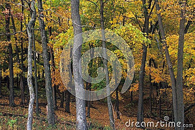 Autumn foliage in Effigy Mound National Monument, Iowa Stock Photo