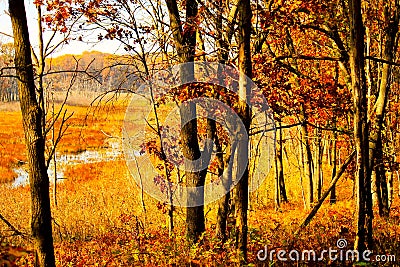 Autumn in an Indiana forest with swamp in background Stock Photo