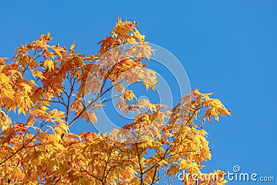 Autumn foliage in Japan Stock Photo