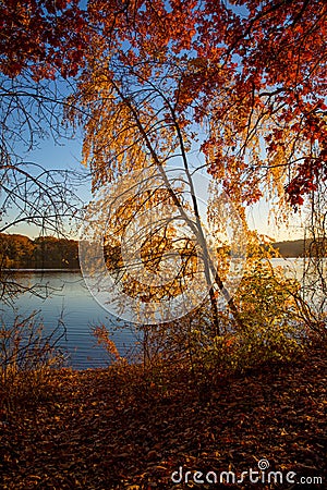 Autumn foliage on the lake Stock Photo