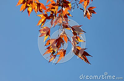 Autumn foliage leaves Stock Photo