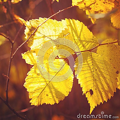 Autumn foliage Stock Photo