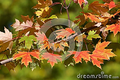 Autumn foliage Stock Photo