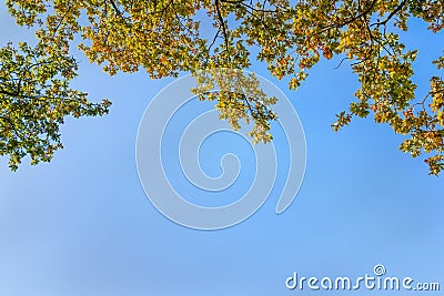 Autumn Foliage on the sky background Stock Photo