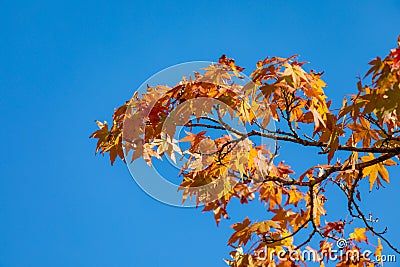 Autumn foliage in Sunny Japan Stock Photo