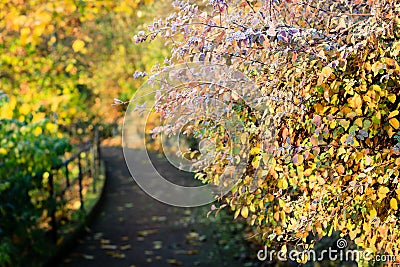 Autumn footpath Stock Photo