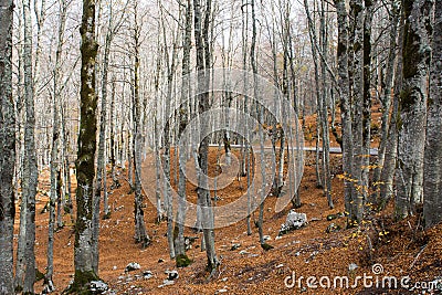 Autumn in Forca D`Acero, Abruzzo National Park, Italy Stock Photo