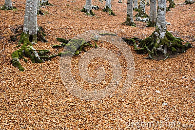 Autumn in Forca D`Acero, Abruzzo National Park, Italy Stock Photo