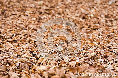 Autumn in Forca D`Acero, Abruzzo National Park, Italy Stock Photo