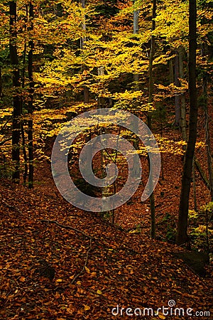 Autumn in the forest Stock Photo