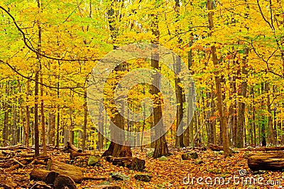 Autumn Forest Stock Photo