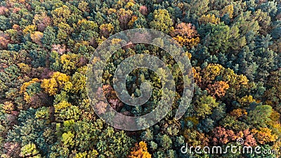 Autumn forest aerial drone top view Stock Photo