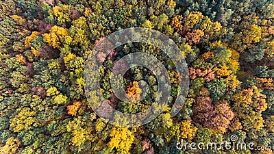 Autumn forest aerial drone view Stock Photo