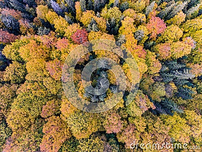 Autumn Forest Aerial View Stock Photo