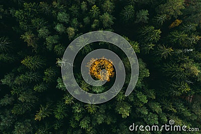 Autumn forest aerial view. Colorful trees from above. Fall scene. Stock Photo