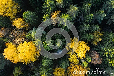 Autumn forest aerial view. Colorful trees from above. Fall scene. Yellow tree in green pine forest. Vivid autumn landscape Stock Photo